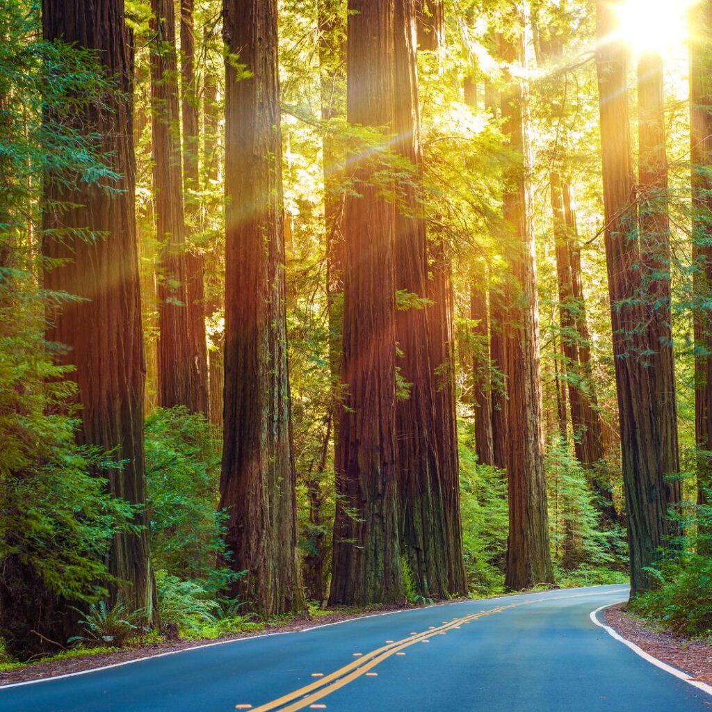 A car driving through towering redwoods in Redwood National Park, highlighting the importance of a detailed National Park packing list for a seamless road-tripping adventure.