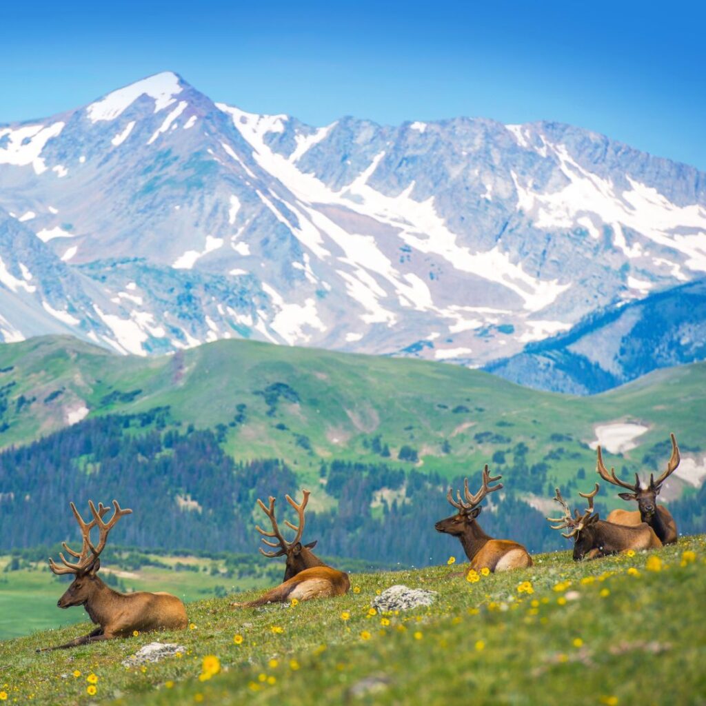View of elk in rocky mountain National Park, the most popular stop along a Colorado road trip.