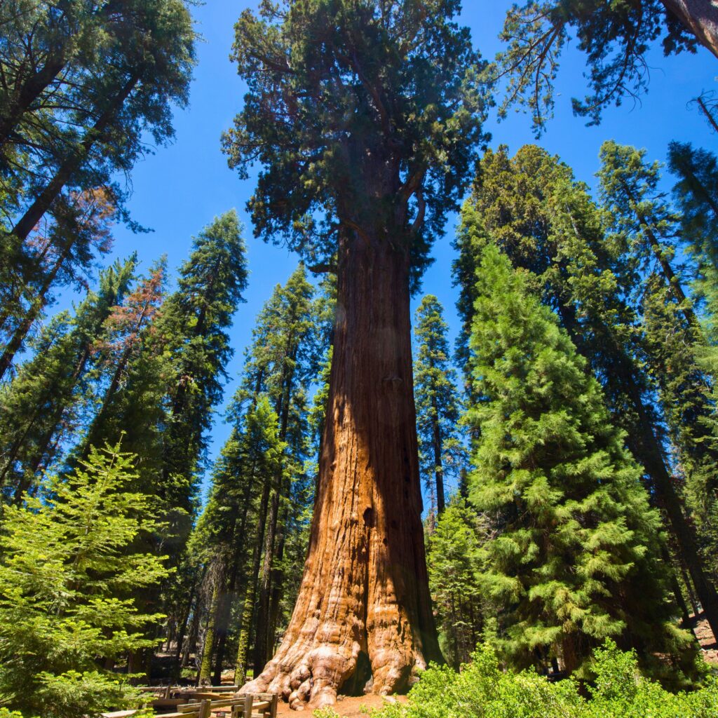 Majestic single sequoia tree towering against the sky, showcasing its immense size and distinctive red-brown bark. a common sight in sequoia national park.