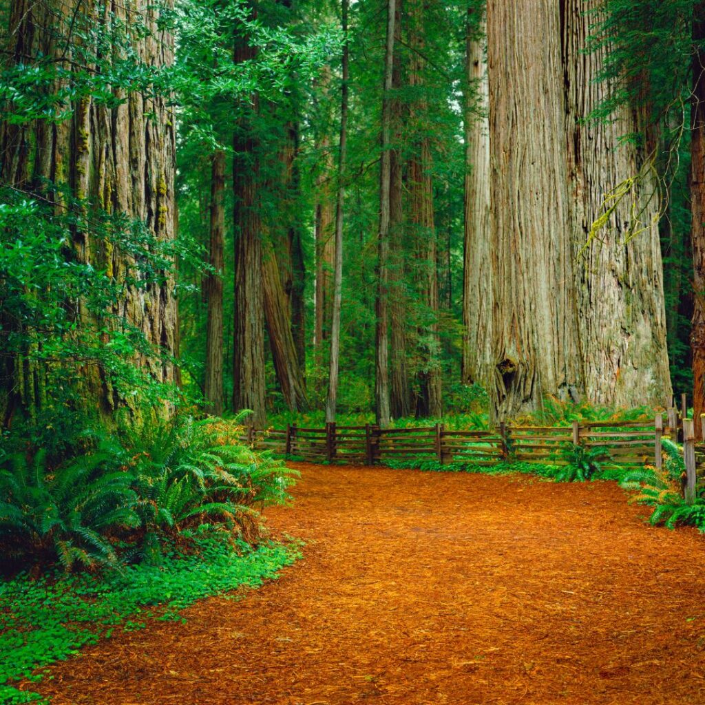 Hiking trail through towering redwood trees, with sunlight filtering through the forest canopy and moss-covered ground, creating a peaceful, serene atmosphere.