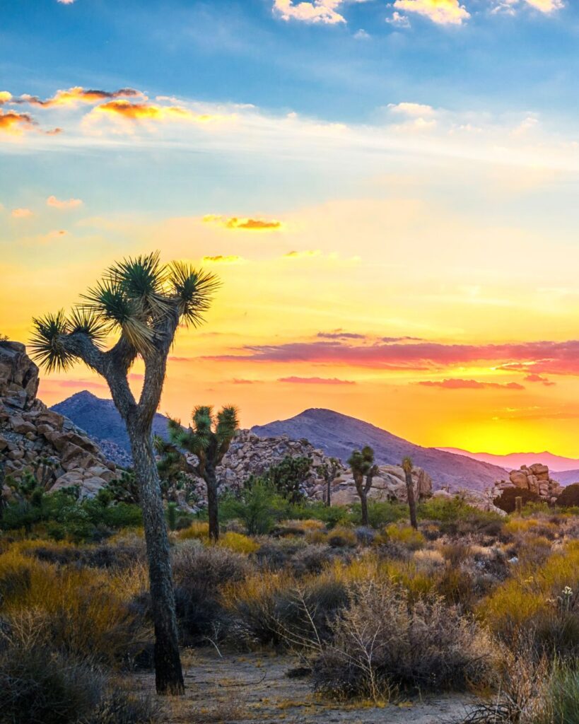 Golden sunset casting warm light over the iconic Joshua trees and desert landscape at Joshua Tree National Park, one of the best national parks to visit in January.