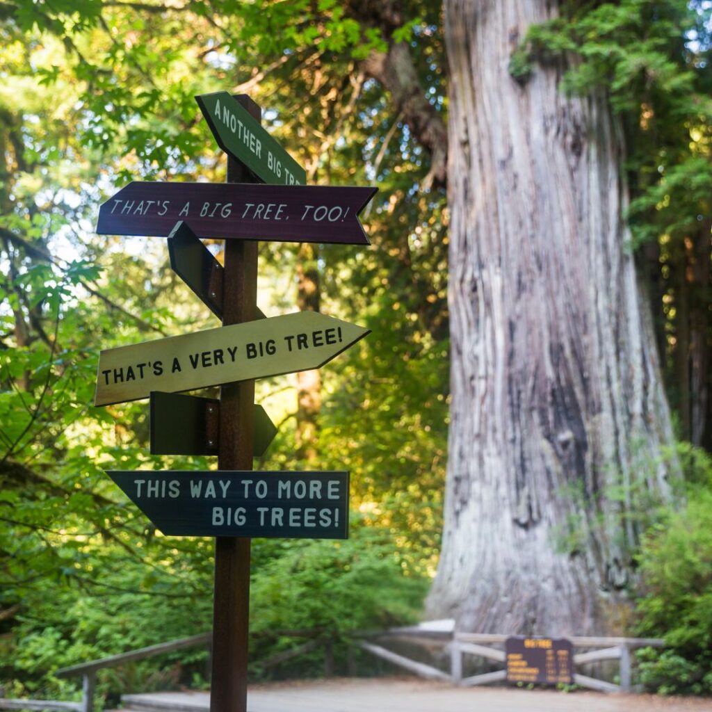 Big Tree Wayside in Prairie Creek State Park, featuring a two-minute walk to a stunning old-growth redwood tree estimated to be over 1,500 years old, with a viewing platform and interpretive signage.