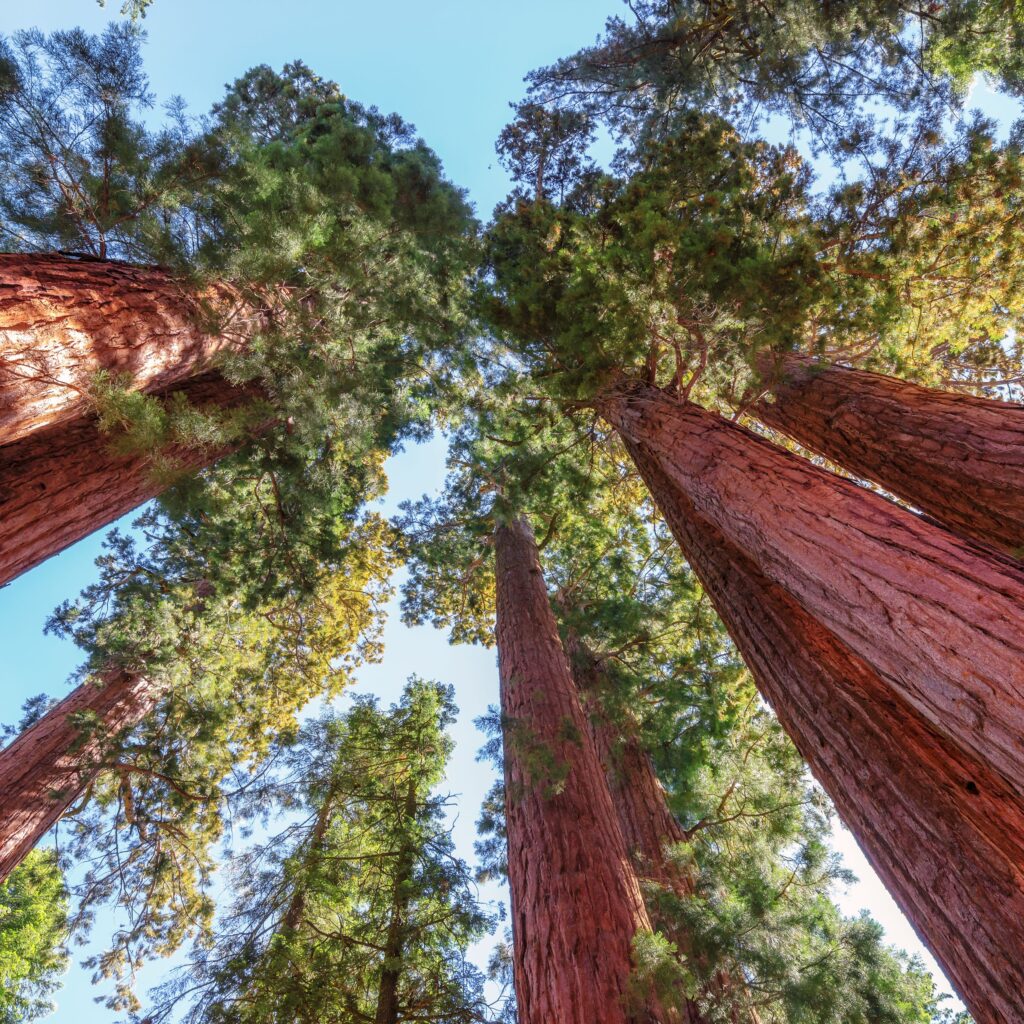 Upward view of a dense canopy of towering sequoia trees, their massive trunks reaching toward the sky and branches forming a lush, green canopy.