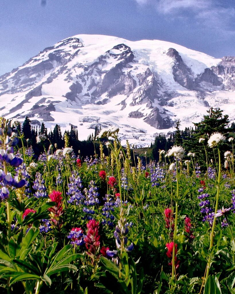 A breathtaking view of Mount Rainier towering over alpine meadows filled with wildflowers, with Myrtle Falls cascading in the foreground. The iconic peak stands majestically against a bright blue sky.