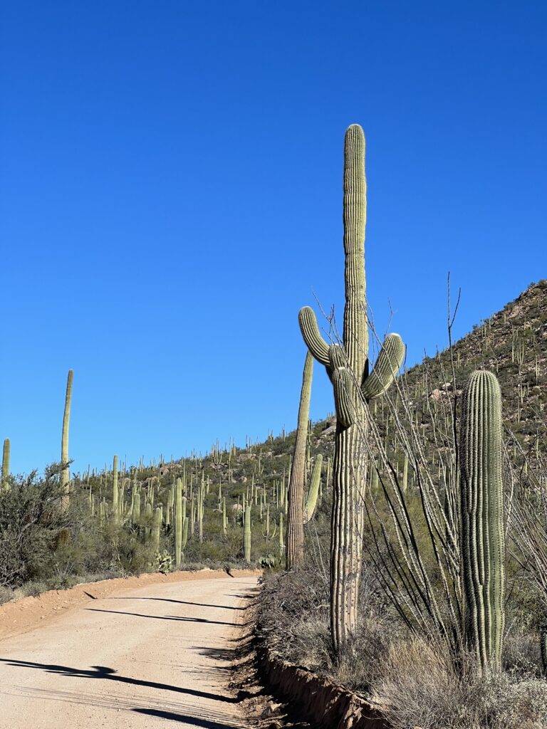 Saguaro cacti in Saguaro National Park during winter, showcasing the beauty of National Parks in Winter.