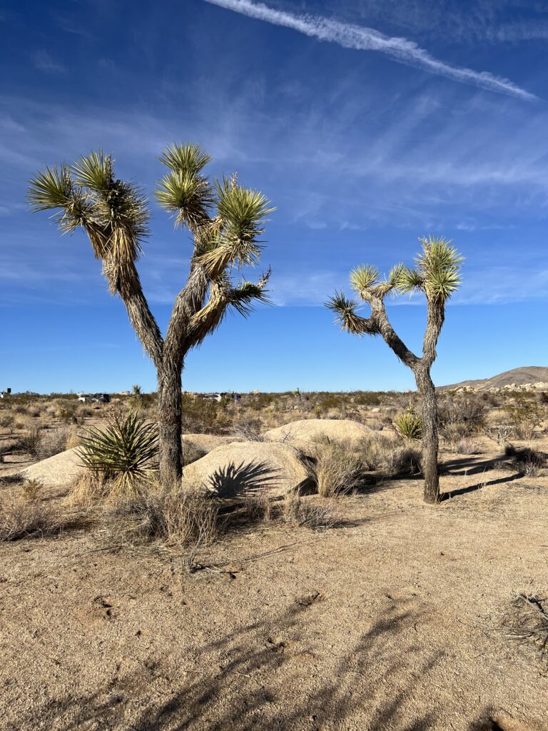Two iconic Joshua Trees at Joshua Tree National Park, showcasing their unique shapes against the desert landscape during the 2025 National Park Free Entrance Days.