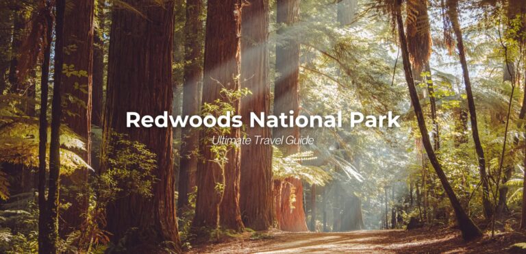 Redwood forest at sunset with golden light filtering through towering trees and the blog post title 'Visiting Redwood National Park: A Complete Guide' overlaid.