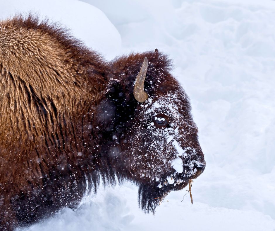 Snow-covered buffalo grazing in Yosemite National Park, showcasing winter wildlife in one of the best national parks to visit in January.