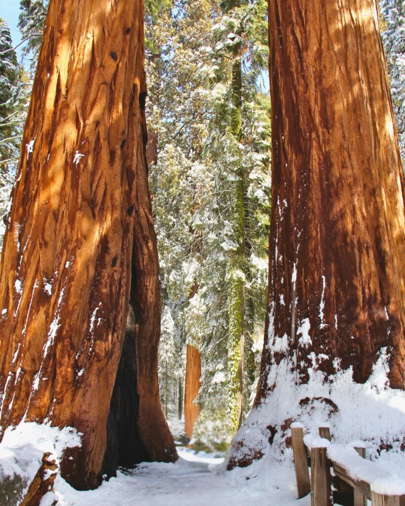 Snow-covered trail winding between two giant sequoia trees in Sequoia National Park, one of the best national parks to visit in January.