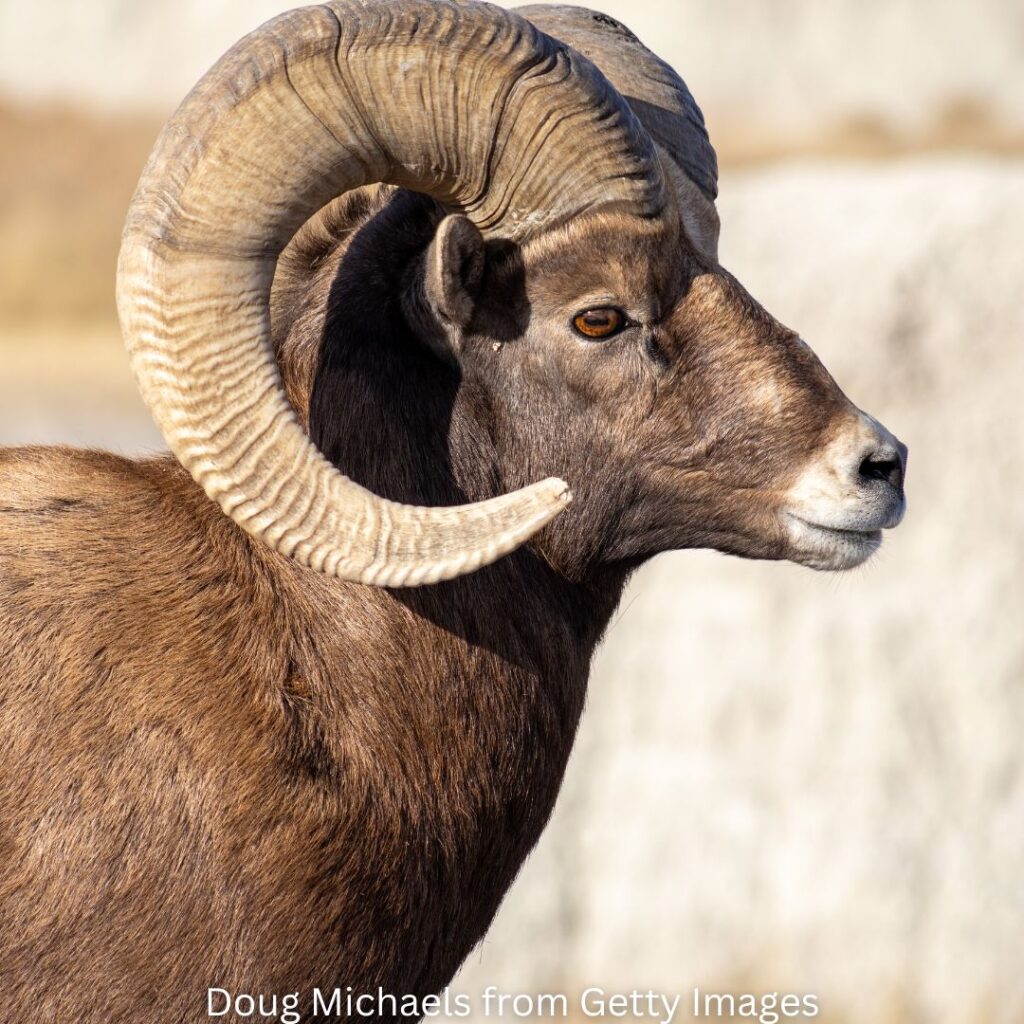 Close-up of a bighorn sheep in Badlands National Park, showcasing the wildlife native to the park’s rugged landscapes.