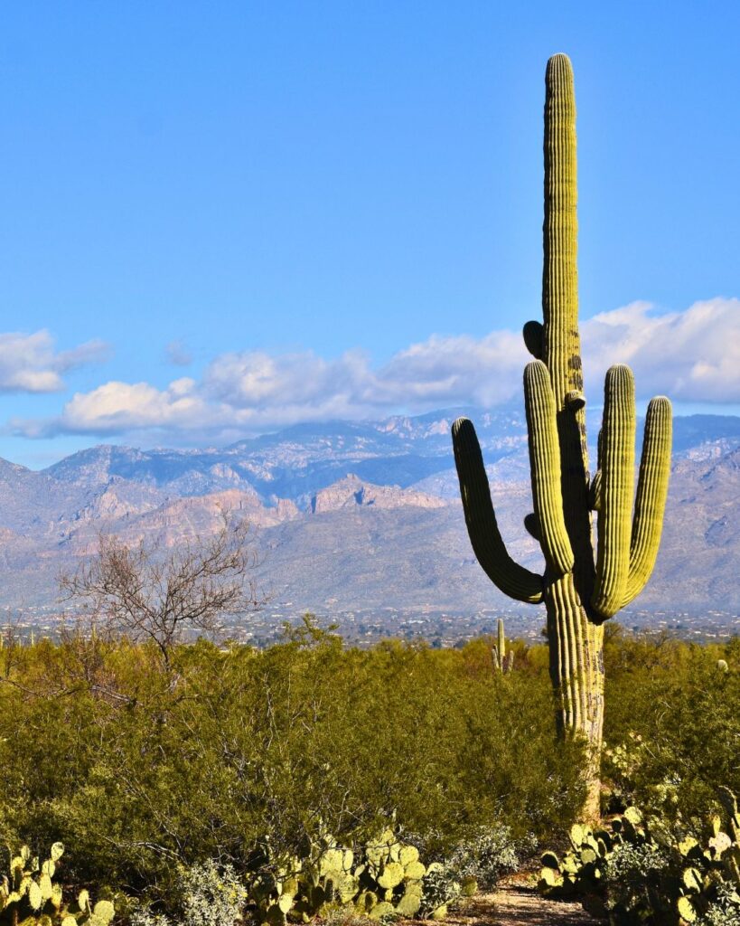 Majestic saguaro cacti under a clear blue sky in Saguaro National Park, one of the best national parks to visit in January.
