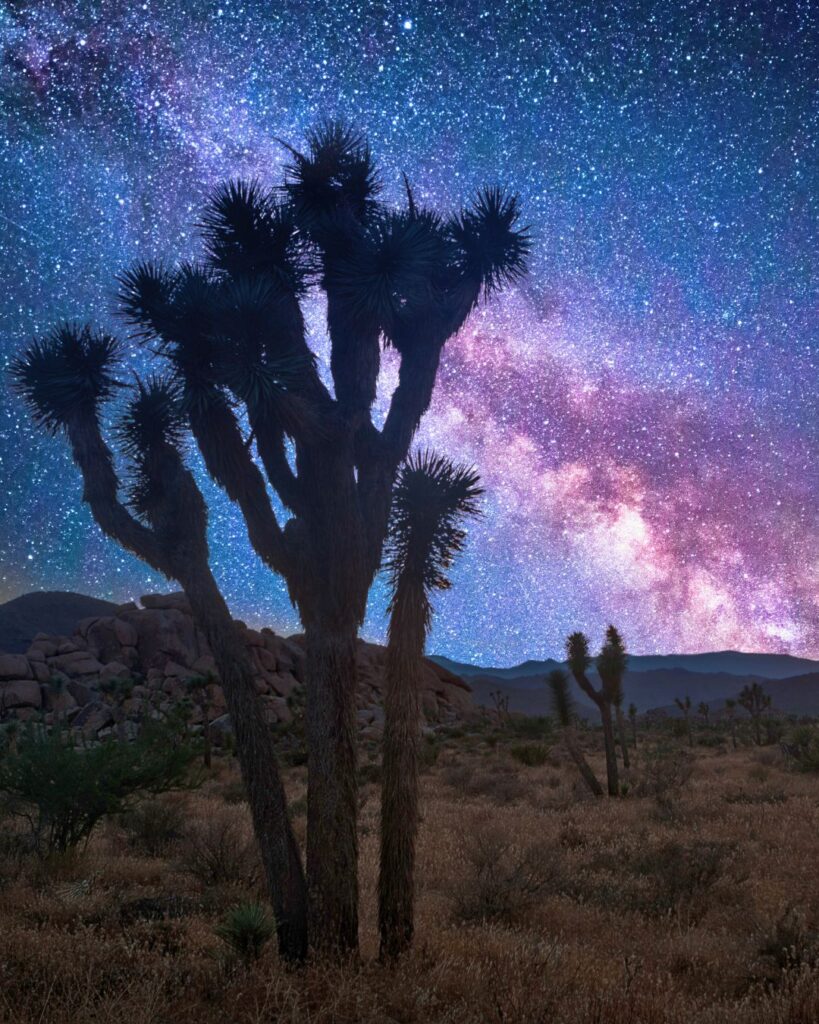 Iconic Joshua trees silhouetted against a vibrant desert sunset in Joshua Tree National Park, an ideal destination for the best time to visit US National Parks.