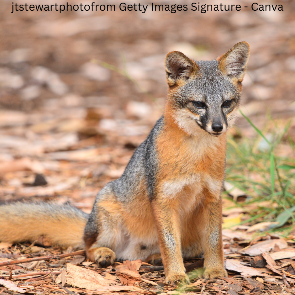Close-up of an Island Fox, an endemic species found only in Channel Islands National Park.