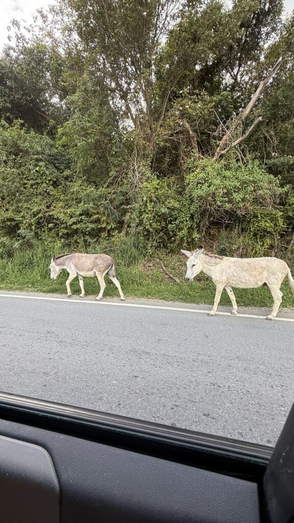 View of Donkeys on the side of the road along Virgin Islands National Park. One of the many animals within the National Park 