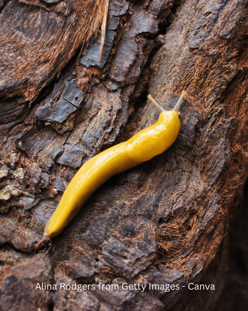 Banana Slug - A common wildlife within the Hoh Rainforest