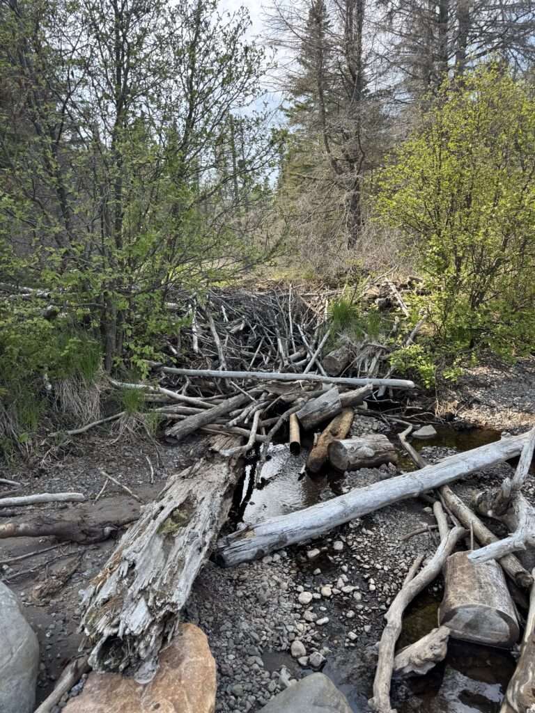 Suspected Beaver dam