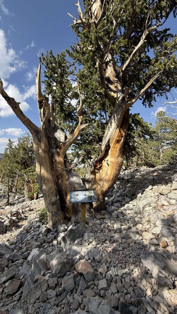 Gnarled and twisted bristlecone pine trees—some over 3,000 years old—growing along a rocky trail beneath Wheeler Peak in Great Basin National Park