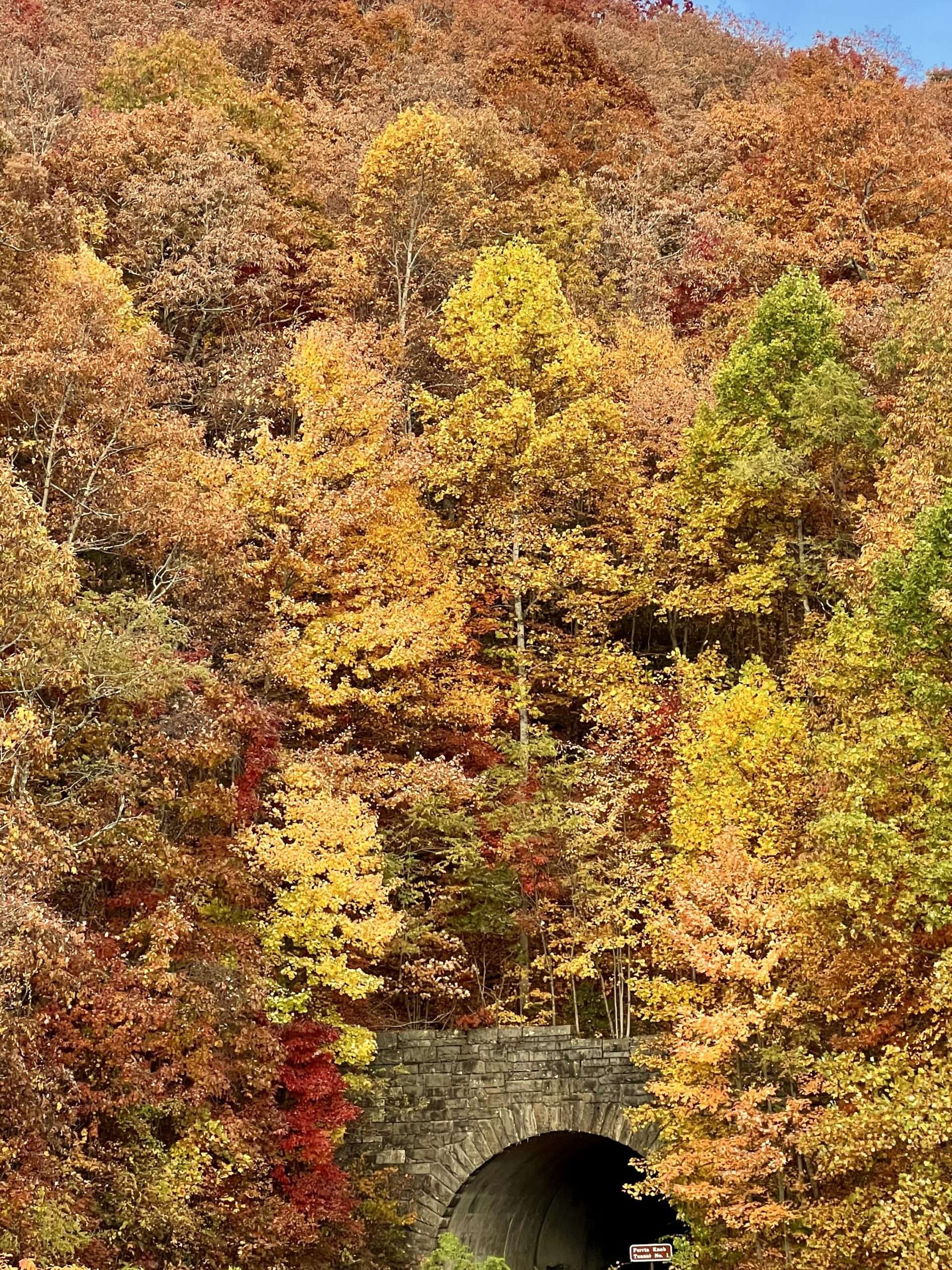 Peak fall leaves along the Blue Ridge Parkway near Asheville North Carolina 