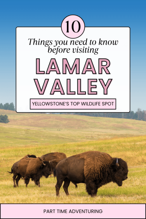 10 Things You Need to Know Before Visiting Lamar Valley